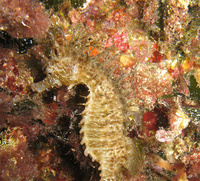 Femelle, Hippocampe moucheté - Hippocampus guttulatus