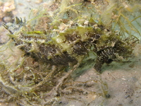 Hippocampe moucheté - Hippocampus guttulatus