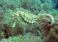 Femelle, Hippocampe moucheté - Hippocampus guttulatus