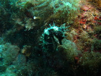 Hippocampe moucheté - Hippocampus guttulatus