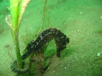 Hippocampe moucheté - Hippocampus guttulatus