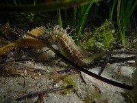 Long-snouted seahorse - Hippocampus guttulatus