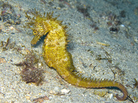 Femelle, Hippocampe moucheté - Hippocampus guttulatus