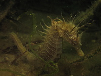 Hippocampe moucheté - Hippocampus guttulatus