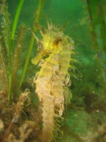 Femelle, Hippocampe moucheté - Hippocampus guttulatus