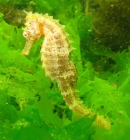 Femelle, Hippocampe moucheté - Hippocampus guttulatus