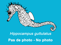 Mâle, Hippocampe moucheté - Hippocampus guttulatus