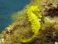 Femelle, Hippocampe moucheté - Hippocampus guttulatus