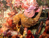 Mâle, Hippocampe moucheté - Hippocampus guttulatus