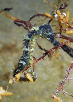 Hippocampe moucheté - Hippocampus guttulatus