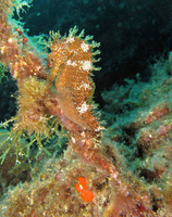 Mâle, Hippocampe moucheté - Hippocampus guttulatus