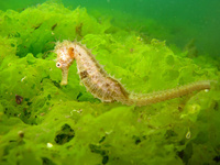 Femelle, Hippocampe moucheté - Hippocampus guttulatus