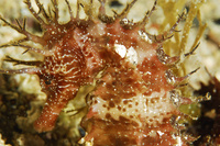 Femelle, Hippocampe moucheté - Hippocampus guttulatus