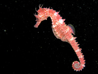 Mâle, Hippocampe moucheté - Hippocampus guttulatus