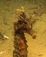 Femelle, Hippocampe moucheté - Hippocampus guttulatus