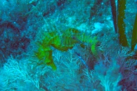 Femelle, Hippocampe moucheté - Hippocampus guttulatus