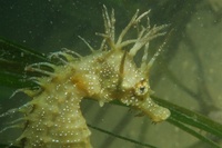 Hippocampe moucheté - Hippocampus guttulatus