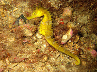 Femelle, Hippocampe moucheté - Hippocampus guttulatus