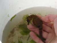 Male, Long-snouted seahorse - Hippocampus guttulatus