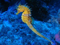 Femelle, Hippocampe moucheté - Hippocampus guttulatus