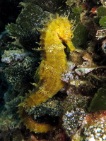 Mâle, Hippocampe moucheté - Hippocampus guttulatus