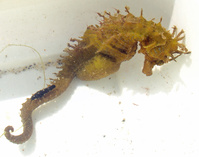 Mâle, Hippocampe moucheté - Hippocampus guttulatus