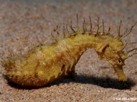 Mâle, Hippocampe moucheté - Hippocampus guttulatus, Italie