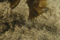 Hippocampe moucheté - Hippocampus guttulatus