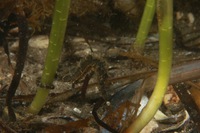 Long-snouted seahorse - Hippocampus guttulatus