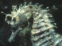 Mâle, Hippocampe moucheté - Hippocampus guttulatus, Corse