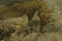 Hippocampe moucheté - Hippocampus guttulatus