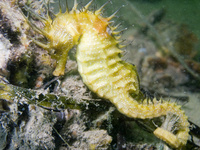 Femelle, Hippocampe moucheté - Hippocampus guttulatus