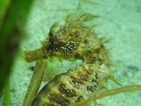 Male, Long-snouted seahorse - Hippocampus guttulatus