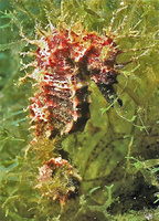 Femelle, Hippocampe moucheté - Hippocampus guttulatus