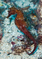 Mâle, Hippocampe moucheté - Hippocampus guttulatus