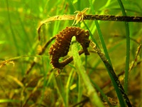 Femelle, Hippocampe moucheté - Hippocampus guttulatus