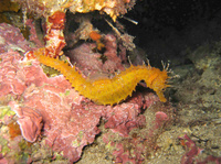 Mâle, Hippocampe moucheté - Hippocampus guttulatus