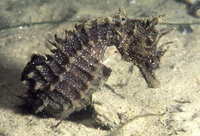 Mâle, Hippocampe moucheté - Hippocampus guttulatus