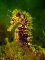 Mâle, Hippocampe moucheté - Hippocampus guttulatus