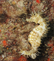 Hippocampe moucheté - Hippocampus guttulatus