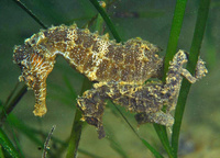 Mâle, Hippocampe moucheté - Hippocampus guttulatus