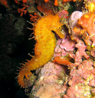 Mâle, Hippocampe moucheté - Hippocampus guttulatus