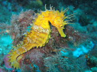 Femelle, Hippocampe moucheté - Hippocampus guttulatus