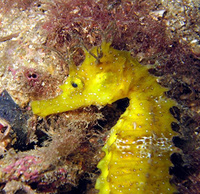 Femelle, Hippocampe moucheté - Hippocampus guttulatus