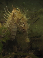 Hippocampe moucheté - Hippocampus guttulatus