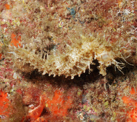 Hippocampe moucheté - Hippocampus guttulatus