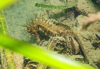 Femelle, Hippocampe moucheté - Hippocampus guttulatus