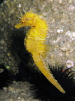 Femelle, Hippocampe moucheté - Hippocampus guttulatus