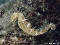 Mâle, Hippocampe moucheté - Hippocampus guttulatus, Roussillon