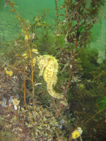 Femelle, Hippocampe moucheté - Hippocampus guttulatus